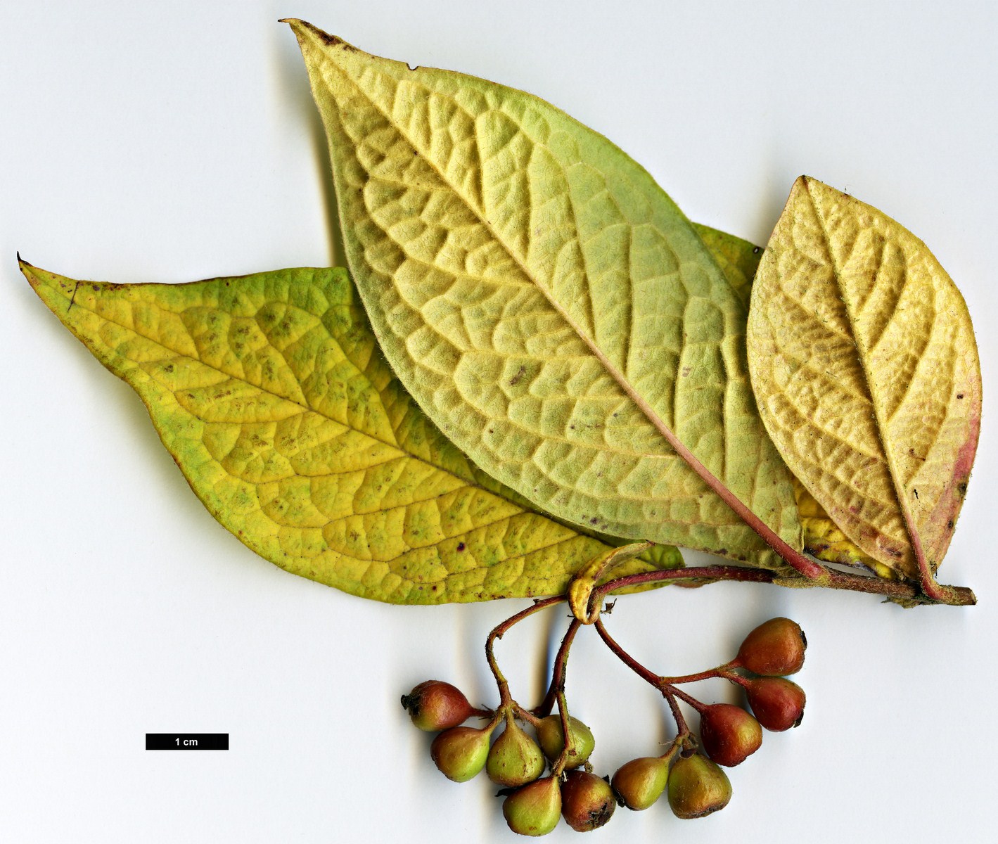 High resolution image: Family: Rosaceae - Genus: Cotoneaster - Taxon: atuntzensis